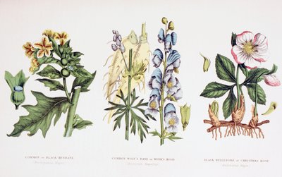 Common Poisonous Plants, c.1890 by English School